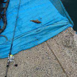 タコ時々アコウ