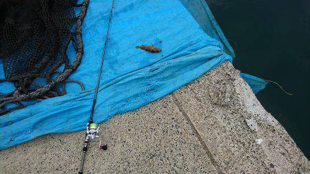 タコ時々アコウ