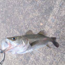 久しぶりの投稿＆停泊船ゲ―ム