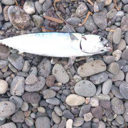 初めての沼津ショアジギ