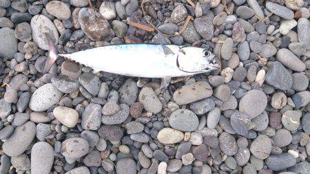 初めての沼津ショアジギ