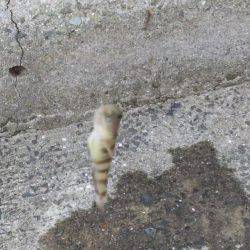 灘浜で投げる！