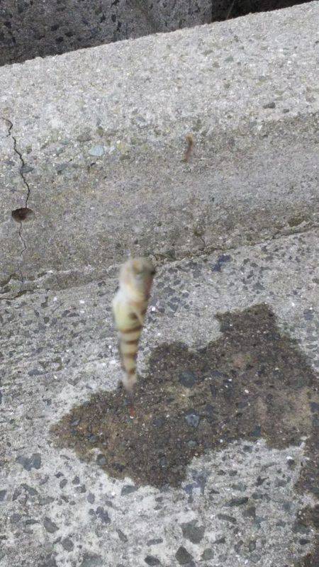 灘浜で投げる！