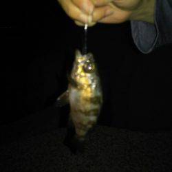 ポイントで交換した竿で！釣行。