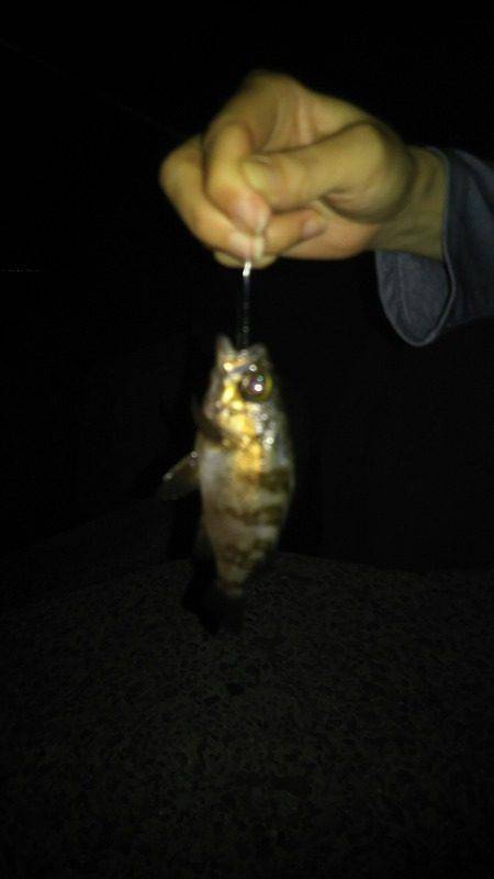 ポイントで交換した竿で！釣行。