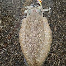 エギ、アジ、エギ