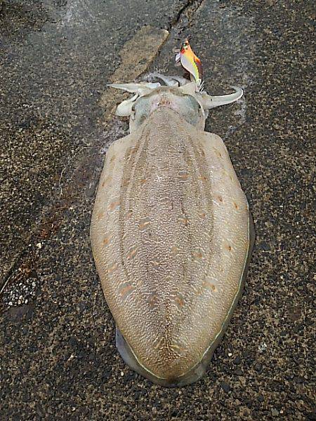 エギ、アジ、エギ