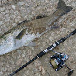 シーバスゲット