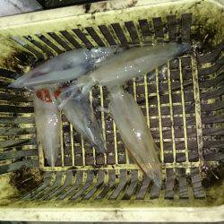 今年初イカメタル