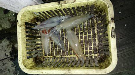 今年初イカメタル