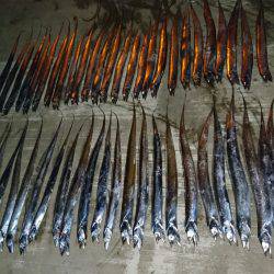 タチウオ大爆釣