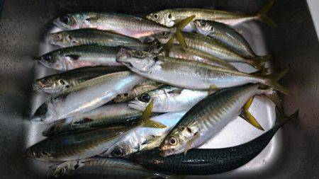 プリプリのアジを求めて