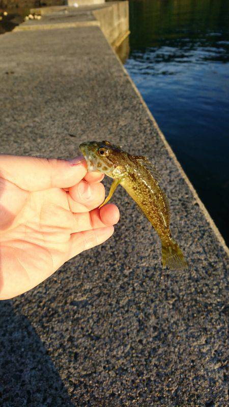 快晴！蝉！そして、ナブラ！