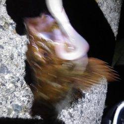 ロックフィッシュ