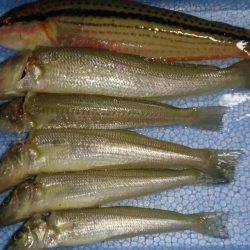 エサ取り多く苦戦