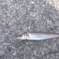 暑いなかバクチョウ