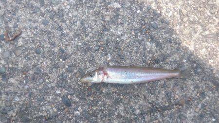 暑いなかバクチョウ