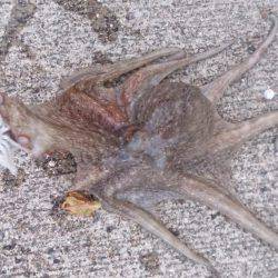 マッチョなあいつ