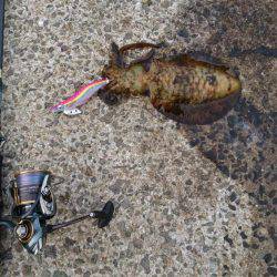 ちょいエギング