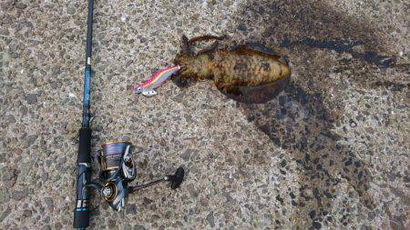 ちょいエギング