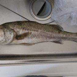 チニング無釣果～シーバスゲット