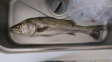 チニング無釣果～シーバスゲット