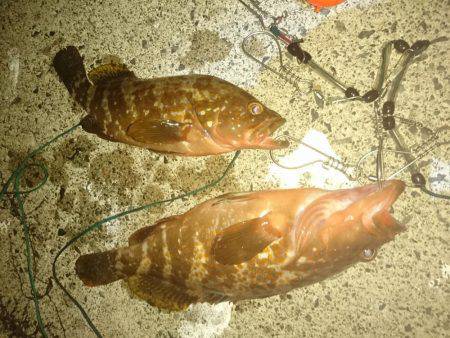 今季初日本海アコウ遠征