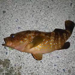 ケンサキが食べたくて