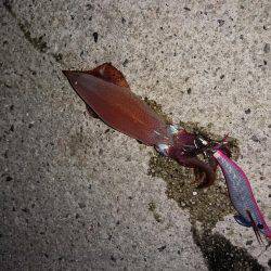 ケンサキが釣りたくて