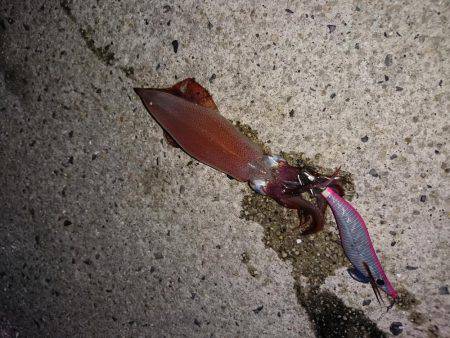 ケンサキが釣りたくて