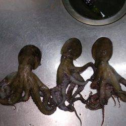 タコ飯にしよう！