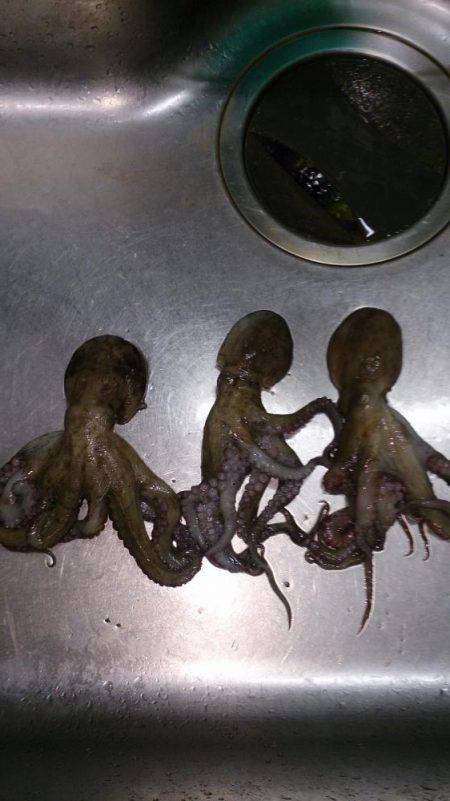 タコ飯にしよう！