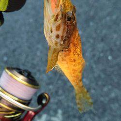 はぐれケンサキ