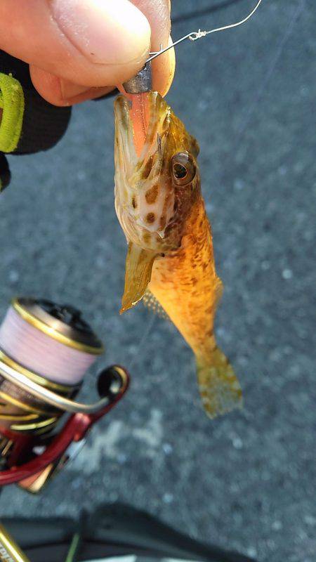 はぐれケンサキ