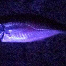 のんびりと夜釣り