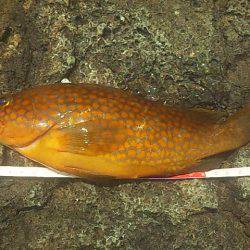 サンバソウの数釣り