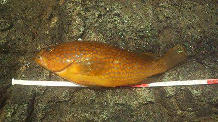 サンバソウの数釣り