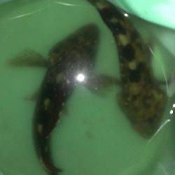 真夏のガシラ調査