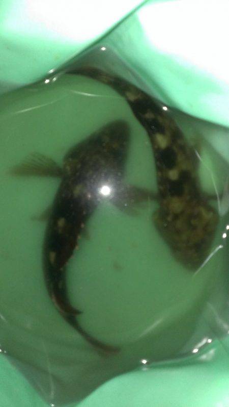 真夏のガシラ調査