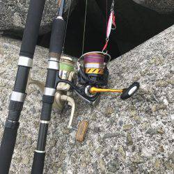 ツバスいました！