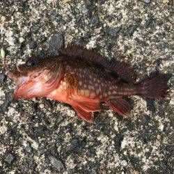 釣り難しいなか…。