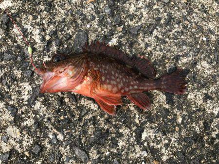 釣り難しいなか…。