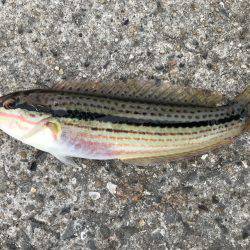 あまりの暑さに…。