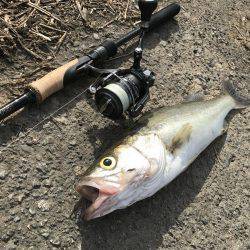 今季初デイゲーム