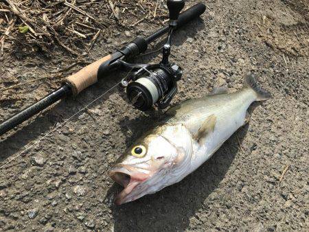 今季初デイゲーム