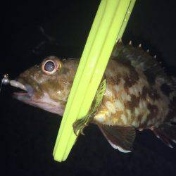 暇潰しにガシラ