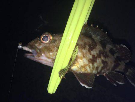 暇潰しにガシラ