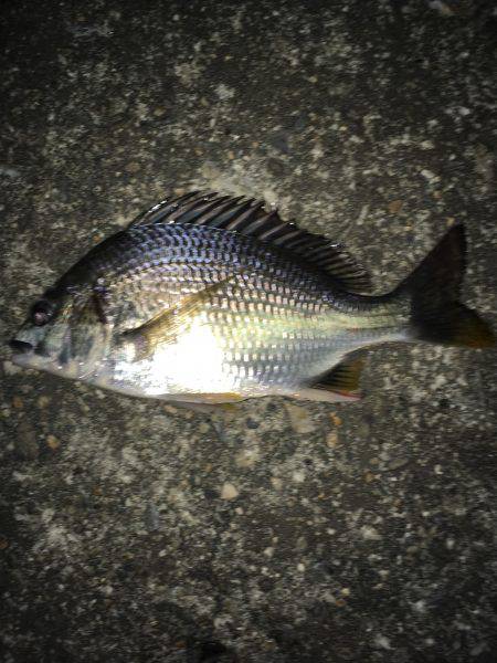 仕事帰りの定期巡回