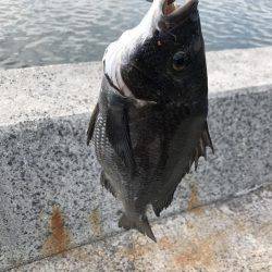 深浦漁港、フカセ釣りの釣果