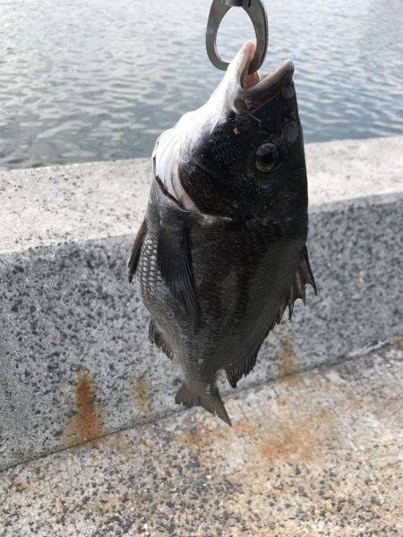 深浦漁港、フカセ釣りの釣果